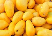 Pakistani mangoes sell for $120 in Dubai after import: CG