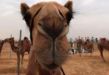 Why camels have 3 eyelids on their eyes?