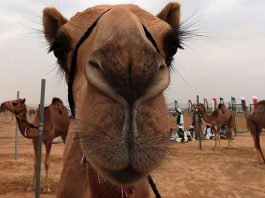 Why camels have 3 eyelids on their eyes?