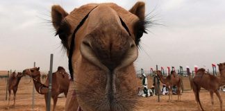 Why camels have 3 eyelids on their eyes?