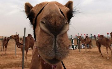 Why camels have 3 eyelids on their eyes?