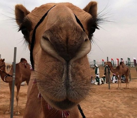 Why camels have 3 eyelids on their eyes?