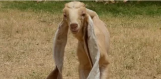 WATCH: Baby goat auctioned for 60,000 riyals