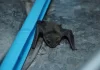 Do you know why can't bats walk despite having legs?