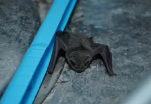 Do you know why can't bats walk despite having legs?