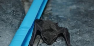 Do you know why can't bats walk despite having legs?