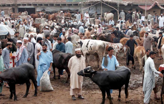 پشاور،عیدالاضحی کی آمد سے قبل شہری منڈی میں جانور خریدنے میں مصروف ہیں