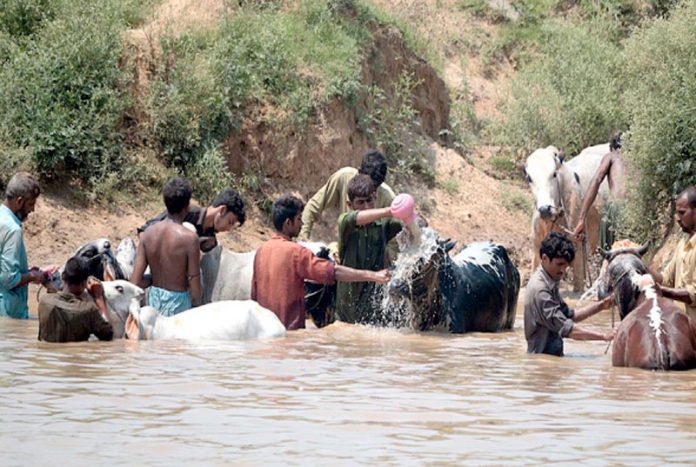 راولپنڈی،شہری نہر میں قربانی کے جانوروں کو نہالا رہے ہیں