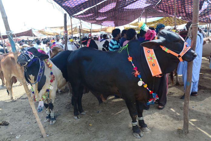 حیدرآباد کی مویشی منڈی میں فروخت کے لیے لائے گئے قربانی کے خوبصورت جانور