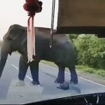 Elephant _ bus 1