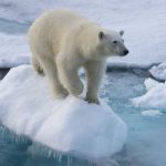 animals-that-will-go-extinct_Polar-Bear-1024×576