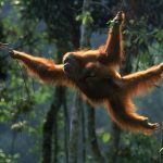 animals-that-will-go-extinct_Sumatran-Orangutan