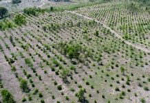 Billion Tree Tsunami Project in kpk