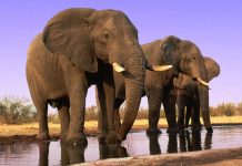 feed 200 elephants to citizens