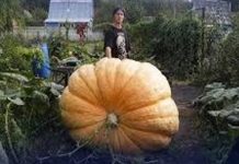 growing pumpkin weighing 817 kg