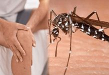 increase in Chikungunya patients