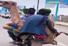 camel being taken on a motorcycle