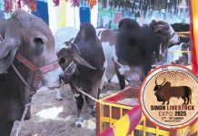 Livestock exhibition: Valuable animals killed