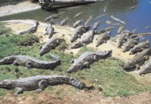 For the first time in Pakistan, "crocodile" farming