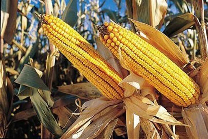 indigenous-corn